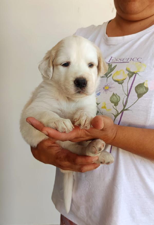 Bella cucciola da sogno taglia media Foto 3
